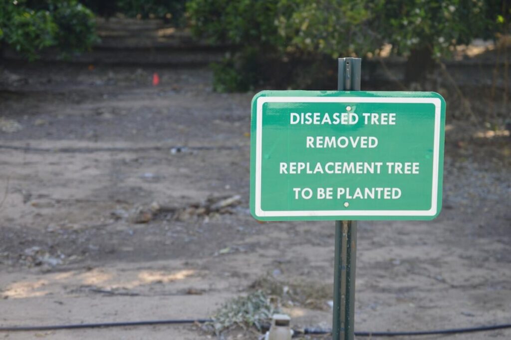 Essential Tips for Choosing Tree Services 3 Galt tree service 2
