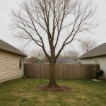 tree removal Vallejo